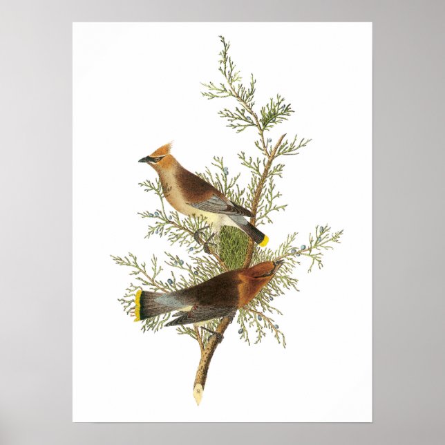 Póster Cedar Waxwing por Audubon (Frente)