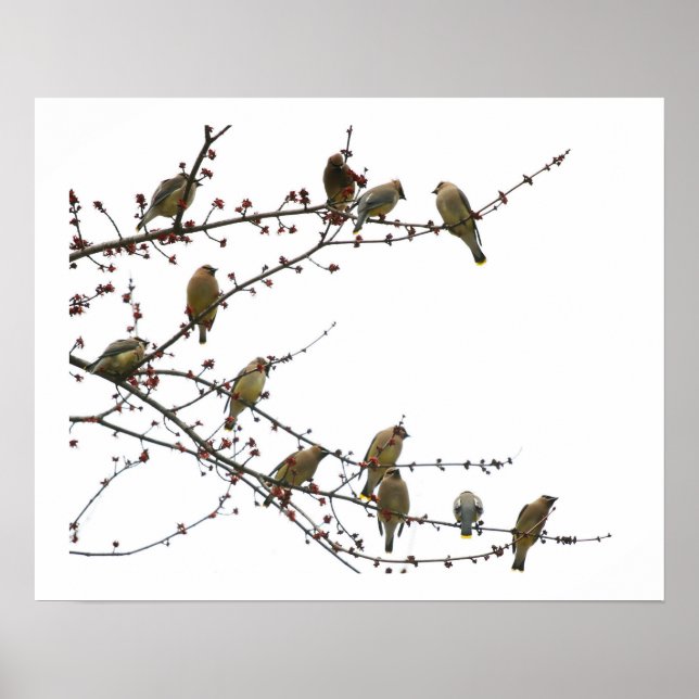 Poster Cedar Waxwings (Frente)