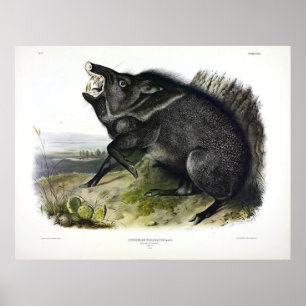 Poster Cefaleias ou Javelina (Dicotiles tajacu)