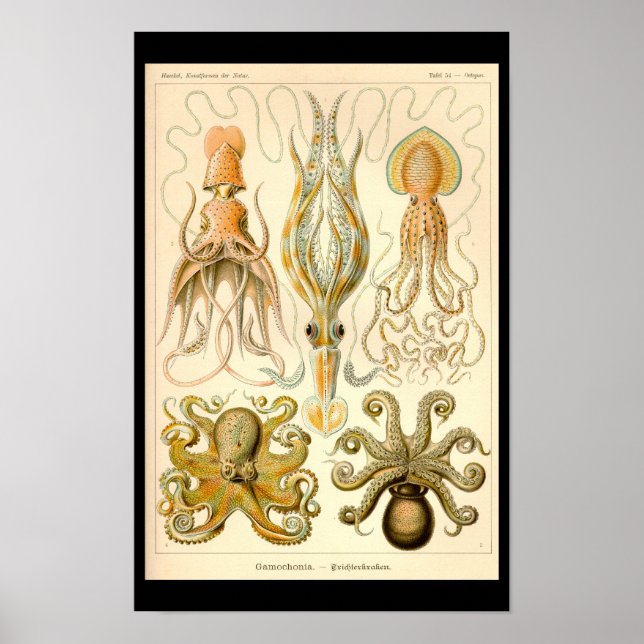 Poster Cefalópode Polvo Lula Marinha Natureza (Frente)