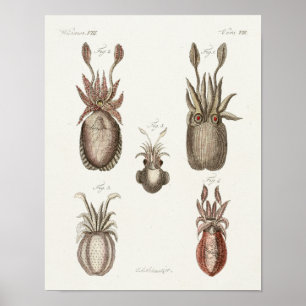 Póster Cefalópodes marinhos vivos criaturas do mar Impre