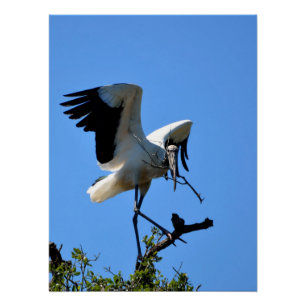 Póster Cegonha-americana na natureza