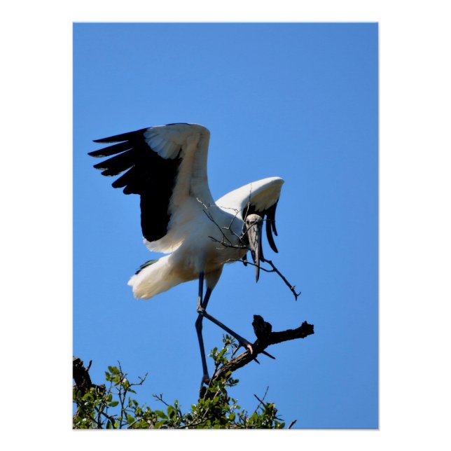 Póster Cegonha-americana na natureza (Frente)