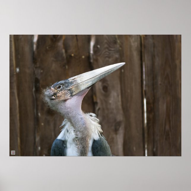Póster Cegonha Marabu (Frente)