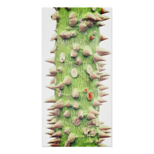 Póster Ceiba speciosa, a seda do fio dental