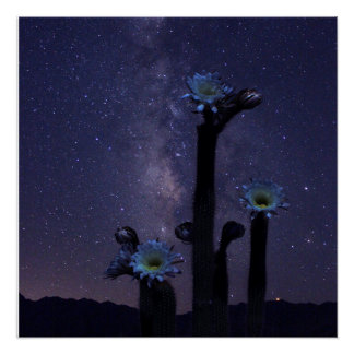 Póster Celebração Sob as Estrelas