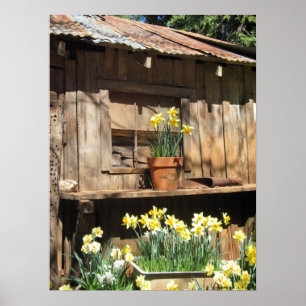 Póster Celeiro do monte do Daffodil