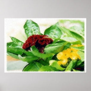 Póster Celosia/Cockscomb