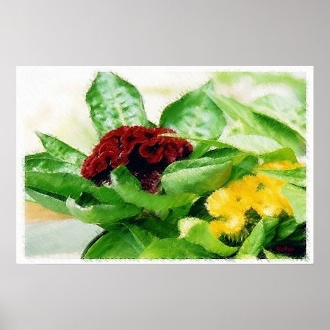 Póster Celosia/Cockscomb (Frente)