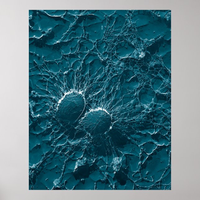 Póster Células bacterianas de Staphylococcus Aureus fecha (Frente)