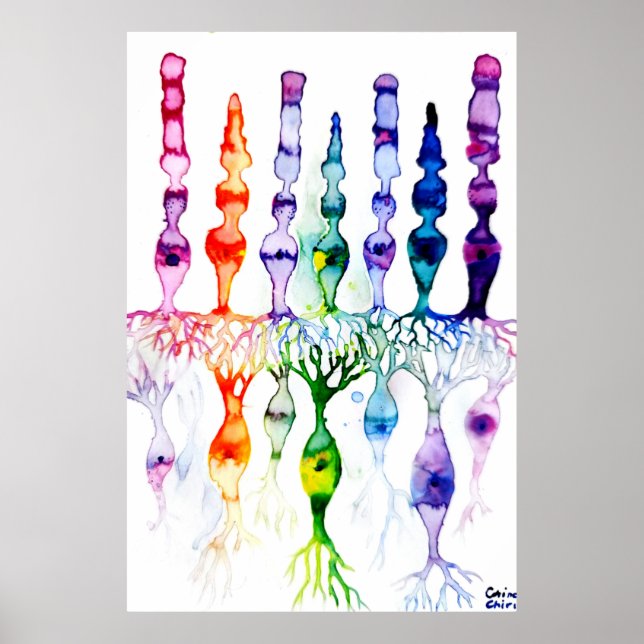 Poster Células cônicas células bastonetes e neurônios bip (Frente)