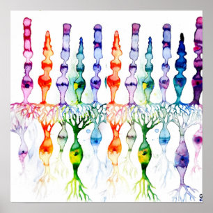 Poster Células-do-mar e neurônio bipolar da retina