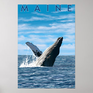 Póster Cena da baleia de MaineHumpback