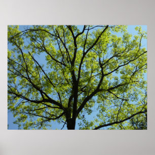 Poster Cena da natureza do verde do carvalho do primavera