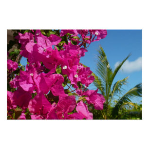 Póster Cena da Natureza Tropical de Bougainvillea e Palm 