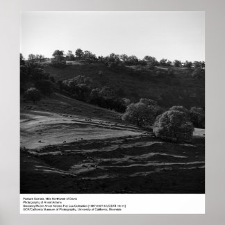 Póster Cena da Pastura por Ansel Adams