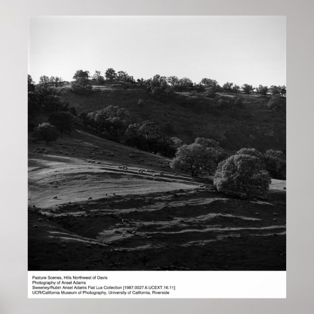 Póster Cena da Pastura por Ansel Adams (Frente)