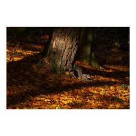 Póster Cena de floresta automática com árvore e esquilo