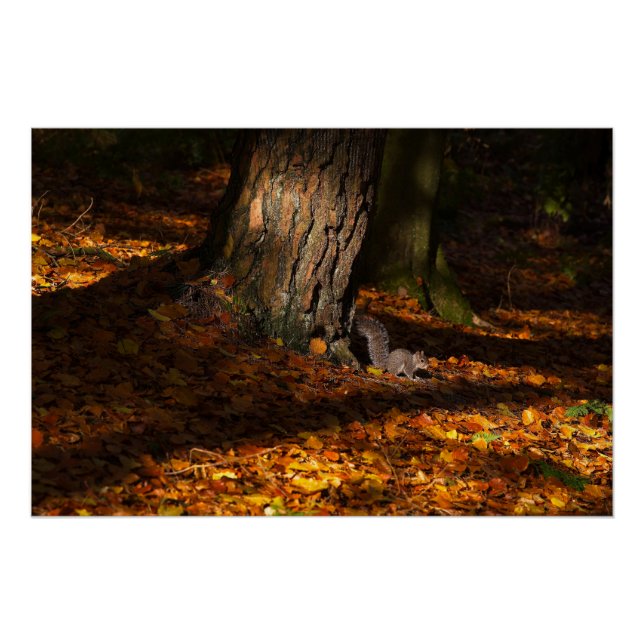 Póster Cena de floresta automática com árvore e esquilo (Frente)