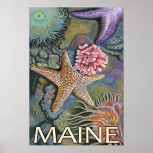 Póster Cena de MaineTidepool