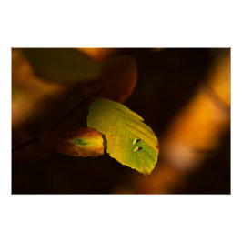 Póster Cena de outono com folhas encharcando o sol