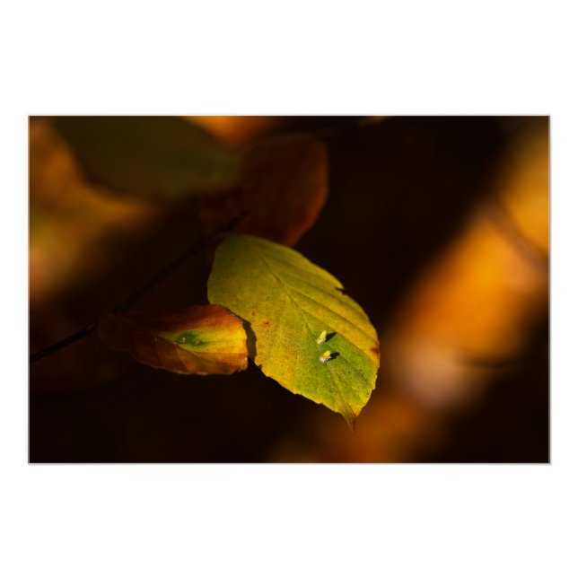 Póster Cena de outono com folhas encharcando o sol (Frente)