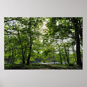 Poster Cena de Woodland. Blackweir Woods, Cardiff