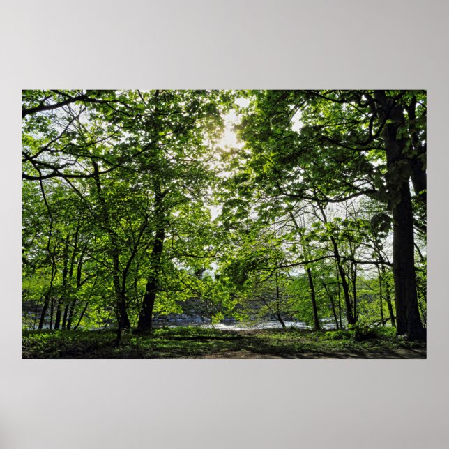 Poster Cena de Woodland. Blackweir Woods, Cardiff (Frente)