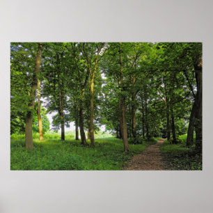 Poster Cena de Woodland. Blackweir Woods, Cardiff