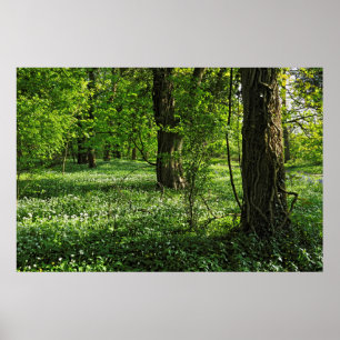 Poster Cena de Woodland. Blackweir Woods, Cardiff