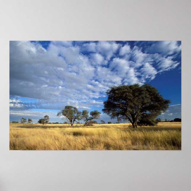 Póster Cena do Deserto de Kalahari, Transborda de Kgalaga (Frente)