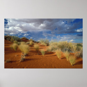 Póster Cena do Deserto do Kalahari, Kgalagadi Transfronte