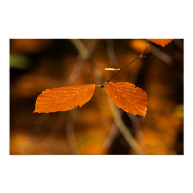 Póster cena do folheto do ouro (Frente)