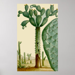 Poster Cena dos cactos do deserto