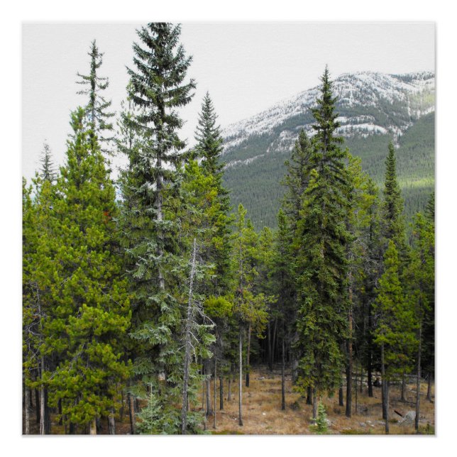 Póster Cena Floresta e Montanha (Frente)