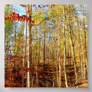 POSTER CENA FLORESTAL