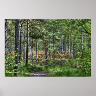 Poster Cena nova da natureza das árvores da floresta da
