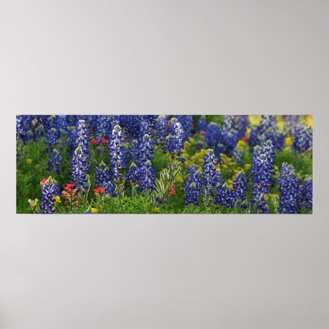 Póster Cena Panorâmica Bluebonnet (Frente)