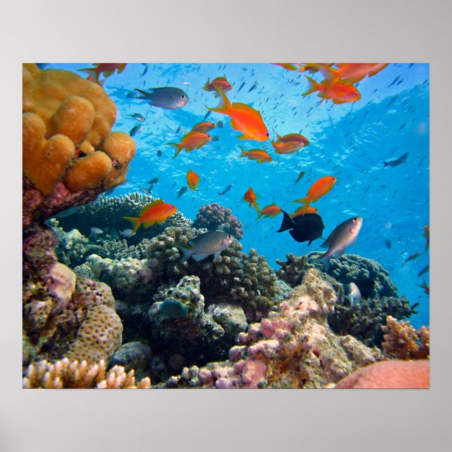 Póster Cena Submarina (Frente)