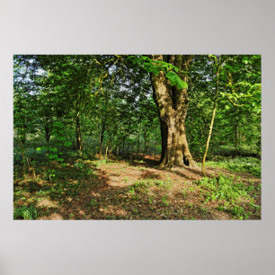 Poster Cena Woodland. Blackweir Woods, Cardiff