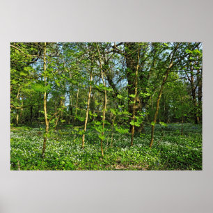 Poster Cena Woodland. Blackweir Woods, Cardiff