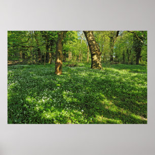 Poster Cena Woodland. Blackweir Woods, Cardiff