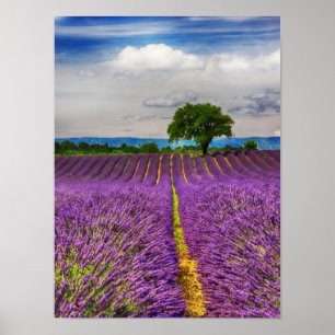 Poster Cenário de Campo de Lavanda, França
