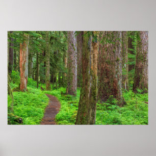 Poster Cenário de floresta primária
