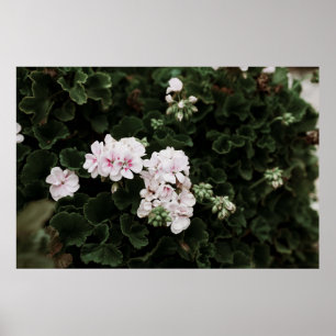 POSTER CENÁRIO DE PINK E FLOR BRANCO