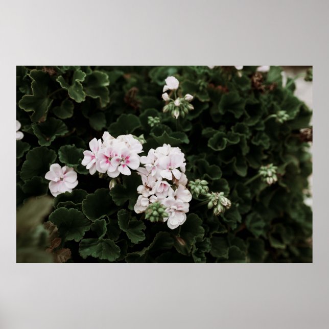 POSTER CENÁRIO DE PINK E FLOR BRANCO (Frente)