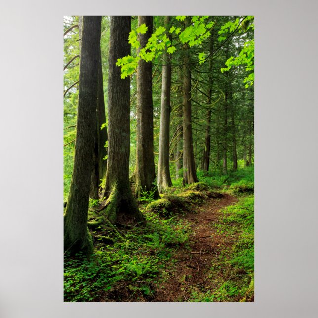 Poster Cenário de Trilha da Floresta Verde (Frente)