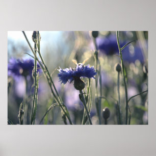 Poster Centáureas Campo de Verão ao Pôr do Sol