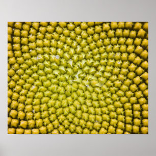 Póster Center of giant Sunflower (Helianthus annuus)