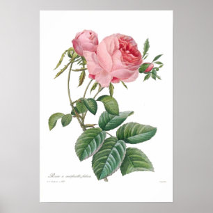 Póster Centifolia de Rosa